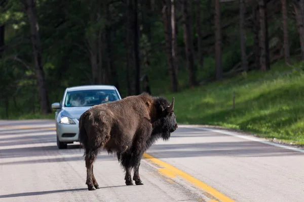 Buffalo cruzando la calle — Foto de Stock