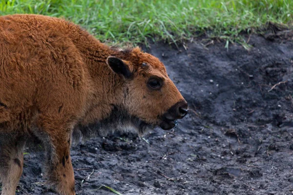 Perfil de Bebê Bison — Fotografia de Stock