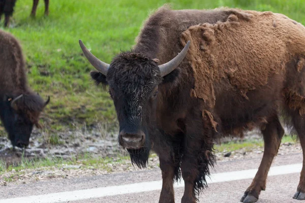 Joven bisonte americano —  Fotos de Stock