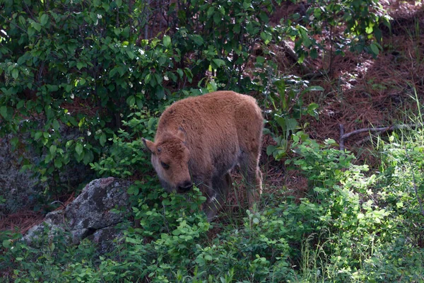 Dětský Bison v kartáči — Stock fotografie