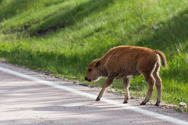Bebê bisão pela estrada — Fotografia de Stock