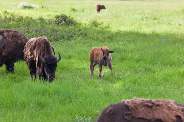 Bebê bisão com família — Fotografia de Stock