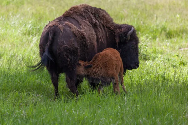 Pielęgniarstwo Baby Bison — Zdjęcie stockowe