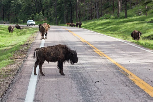 Manada de bisontes — Foto de Stock