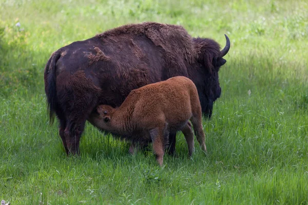 Bison per bambini che allattano — Foto Stock