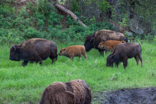 Manada de bisontes —  Fotos de Stock