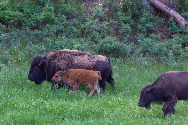 Madre bisonte y bebés —  Fotos de Stock