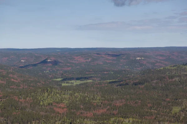 Aerial View of Pine Beetle Infestation — Stock Photo, Image