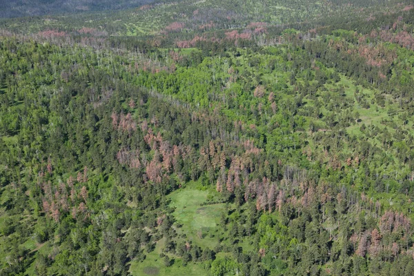 Letecký pohled na zamoření brouk borovice — Stock fotografie