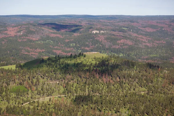 Aerial View of Pine Beetle Infestation — Stock Photo, Image