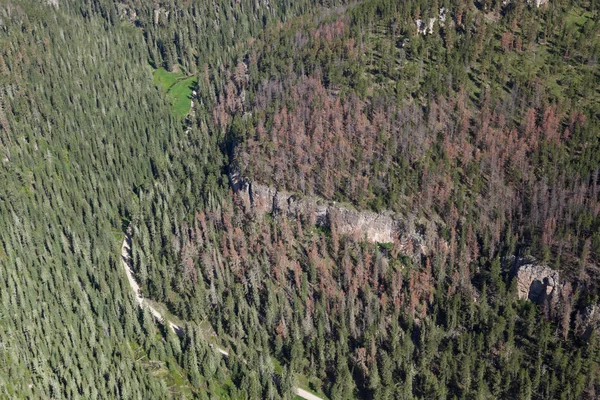 Aerial View of Pine Beetle Infestation — Stock Photo, Image