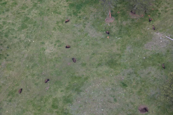 Aerial View of American Bison — Stock Photo, Image