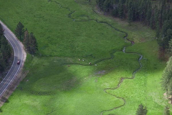Vista aérea del ganado Longhorn — Foto de Stock