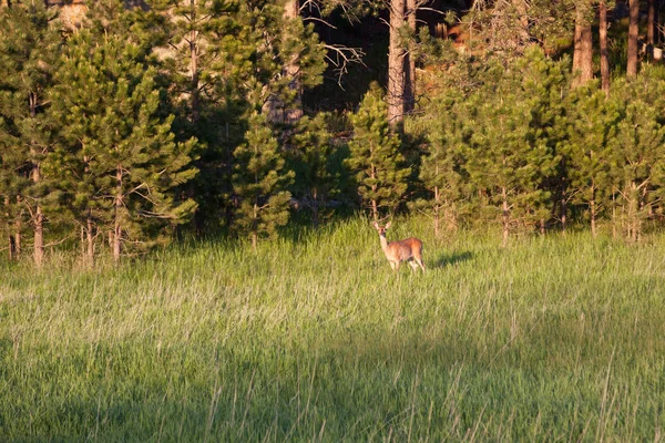 Samica jelenia obok lasu — Zdjęcie stockowe