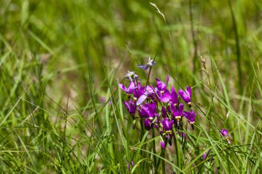 Çekim Star Wildflowers 