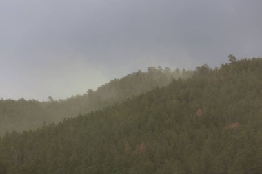 Ormanda Polen Yayını