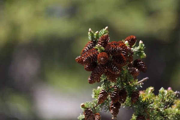 Cluster of Cones on a Branch — Stock Photo, Image