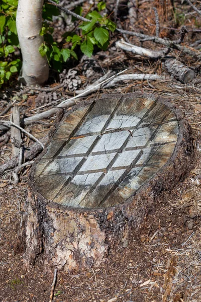 Tree Stump With Chainsaw Marks — Stock Photo, Image