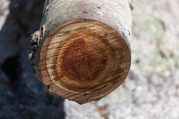 Birch Tree Cross Section — Stock Photo, Image