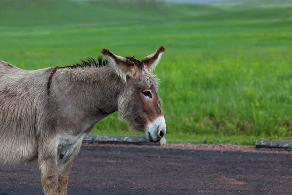 Perfil de Burro Feminino — Fotografia de Stock