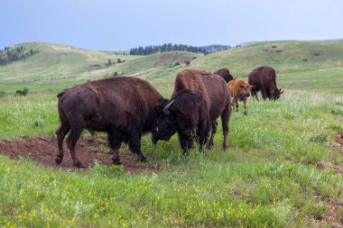 Bison Bull mukavemet Yarışması