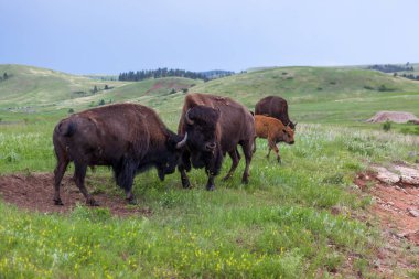 Bison Bull mukavemet Yarışması