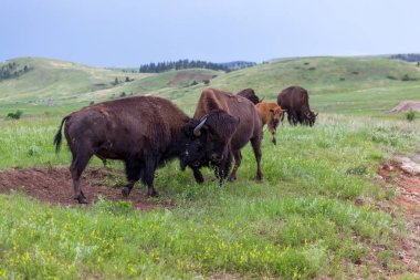 Bison Bull mukavemet Yarışması