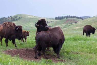 Bison Bull mukavemet Yarışması