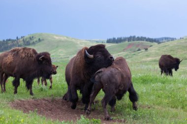Bison Bull mukavemet Yarışması