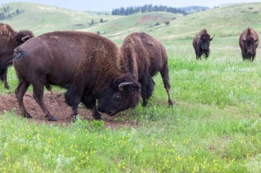 Bison Bull mukavemet Yarışması