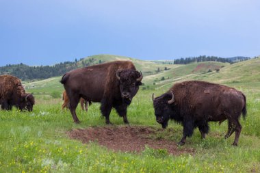 İki Bison Bulls yan Looking