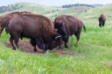 Bison Bull mukavemet Yarışması