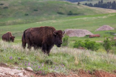 Prairie üzerinde genç Bison
