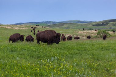 Bison Prairie boyunca yürüyüş