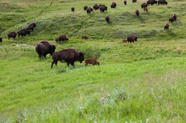 Bison Prairie boyunca yürüyüş