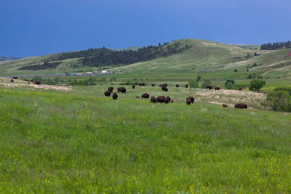 Manada de bisões em Custer State Park, SD — Fotografia de Stock