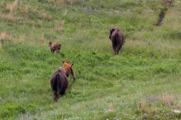 Bébé Bison ludique — Photo