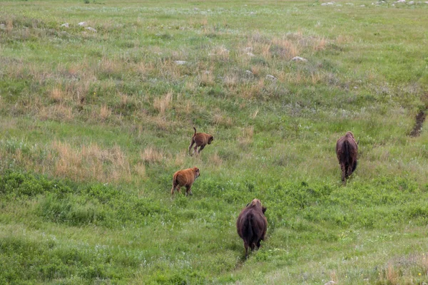 Oynak bebek Bison — Stok fotoğraf