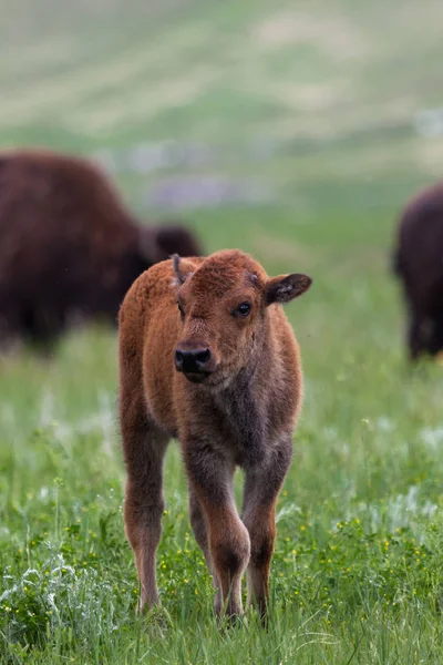 Curieux bébé bison — Photo