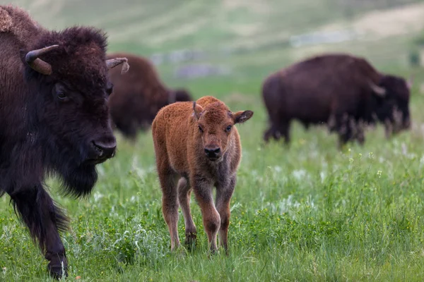 Gran hermano bisonte niñera —  Fotos de Stock