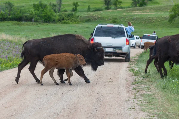Madre y bebé bisonte cruzando la carretera — Foto de Stock