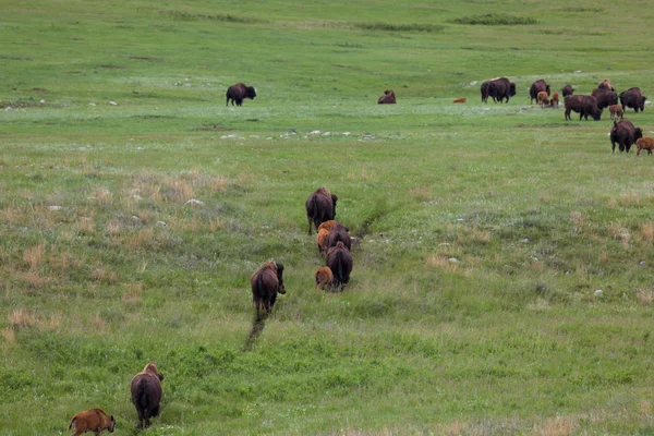 Bir Trail üzerinde Bison Herd — Stok fotoğraf