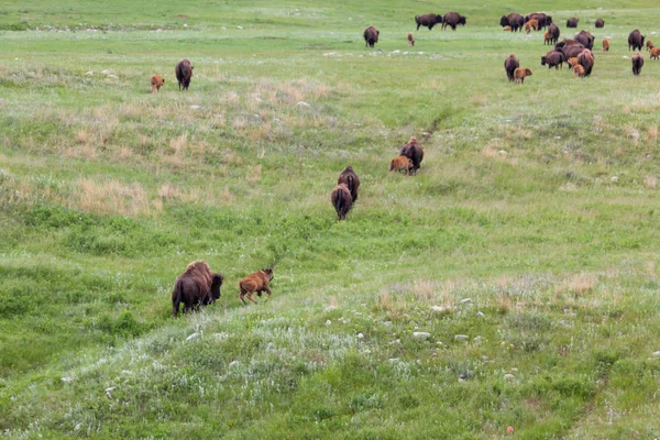 Prairie üzerinde Bison Trail — Stok fotoğraf