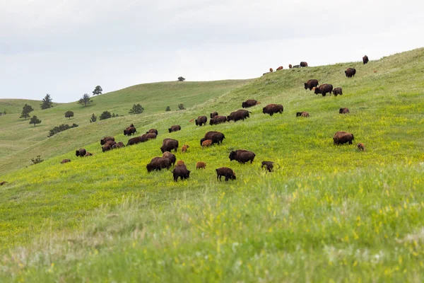 Bison Herd en una ladera —  Fotos de Stock