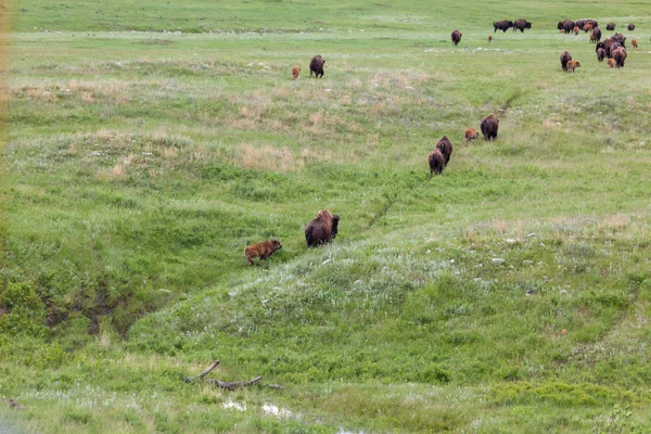 Prairie üzerinde Bison Trail — Stok fotoğraf