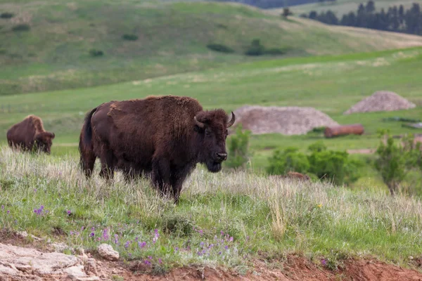 Joven bisonte en la pradera —  Fotos de Stock