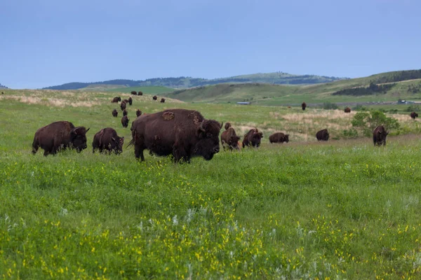 Bisonte caminando por la pradera —  Fotos de Stock