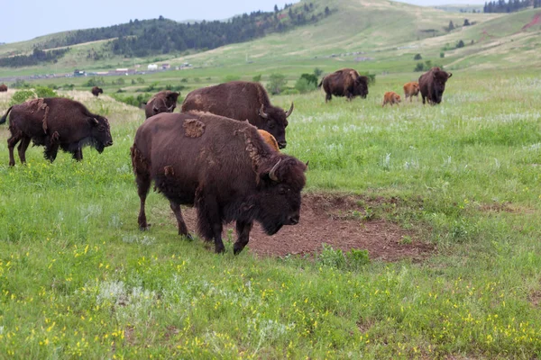 Bisonte caminando por la pradera —  Fotos de Stock