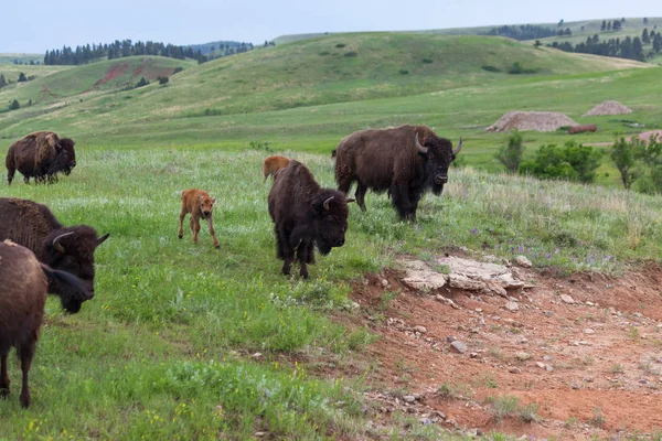 Pasgeboren baby bison met familie — Stockfoto