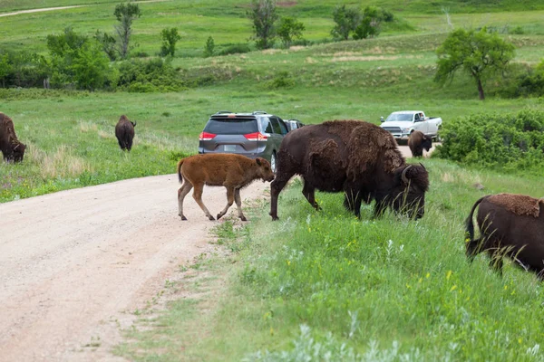 Bison cruzando una carretera — Foto de Stock